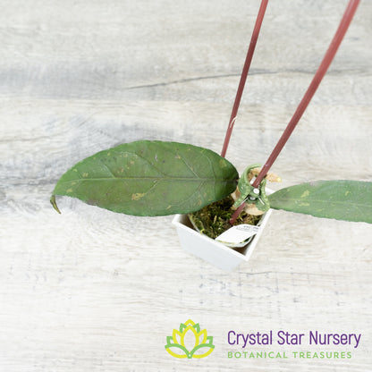 Hoya sp Indonesia RP6