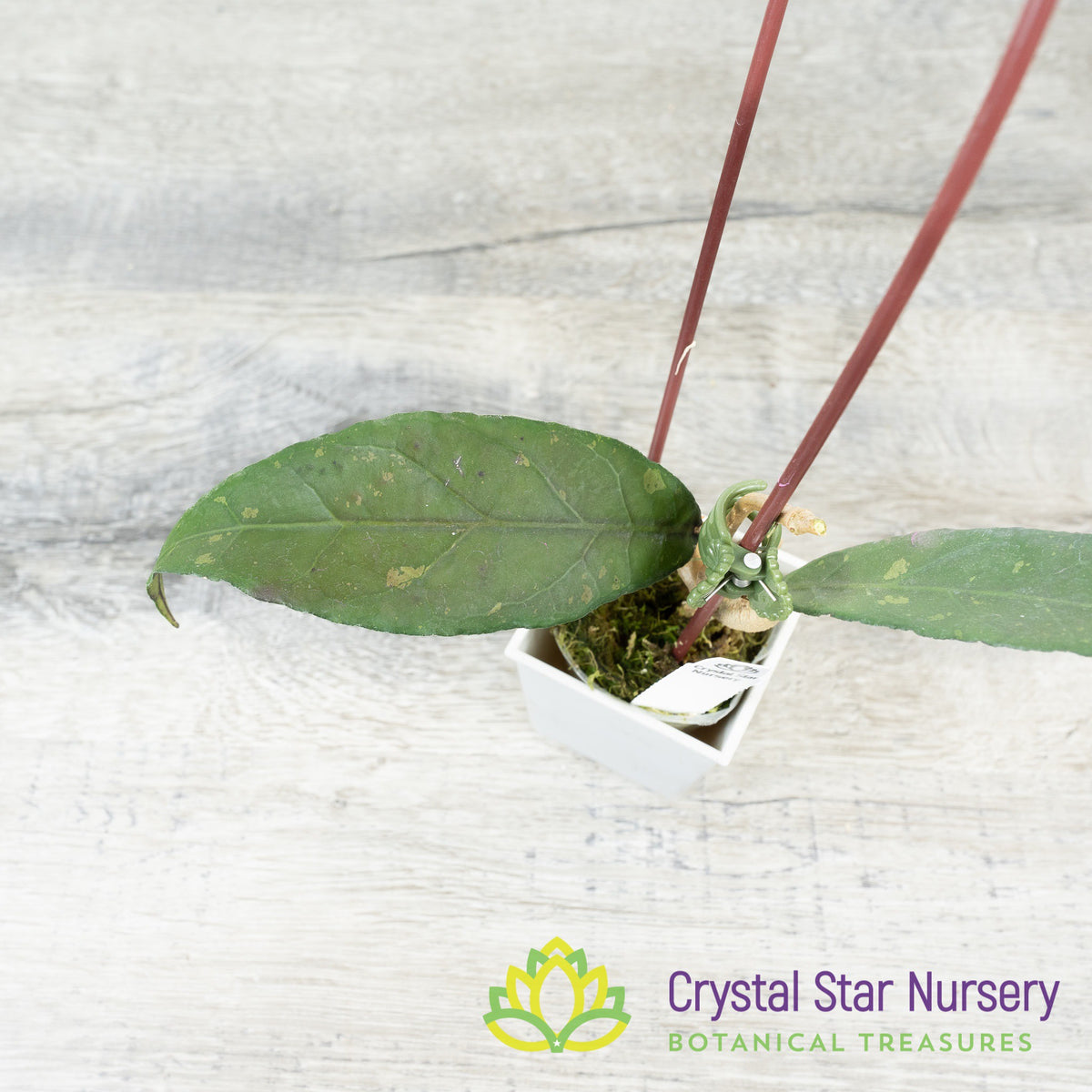 Hoya sp Indonesia RP6