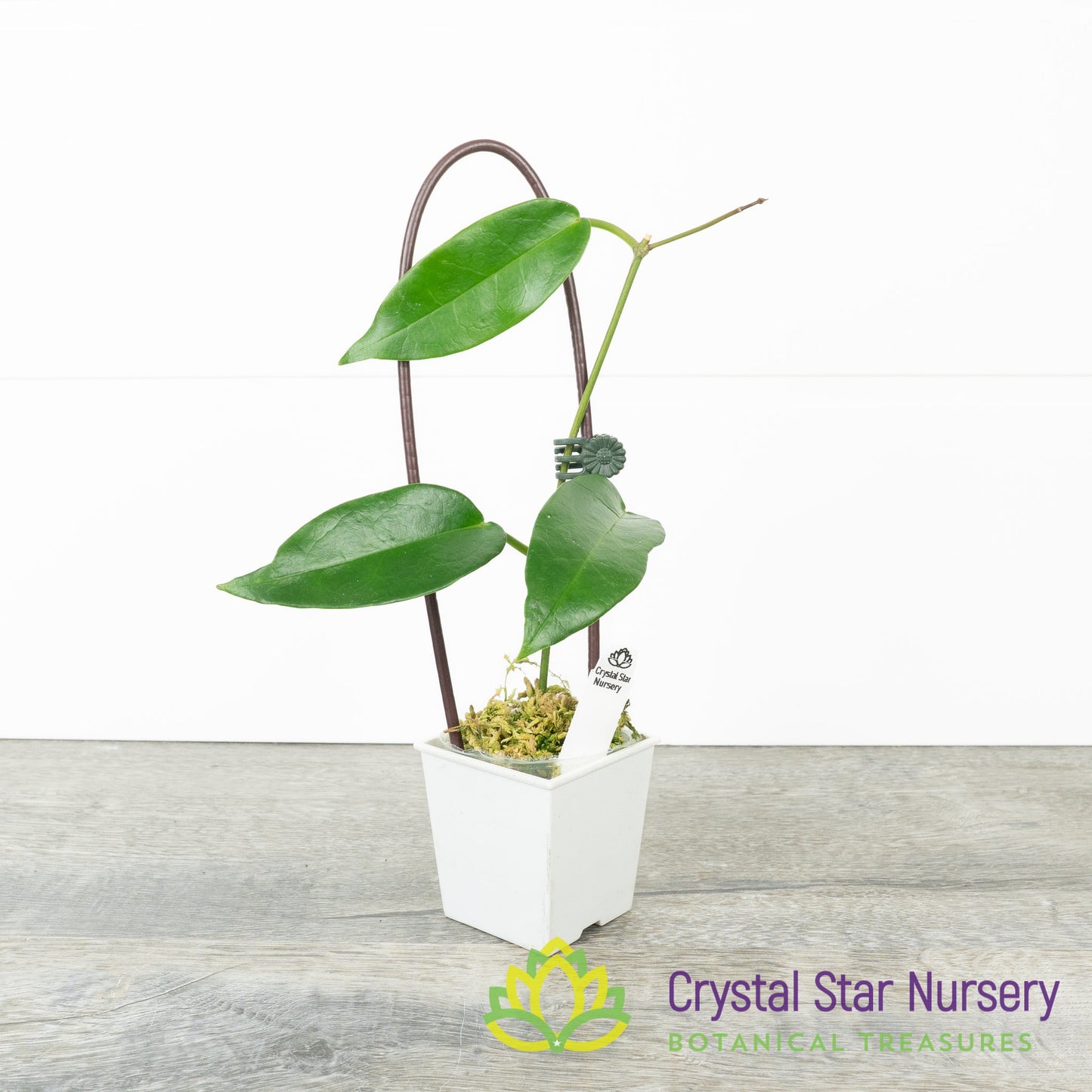 Hoya sp PNG SV 441