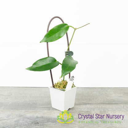 Hoya sp PNG SV 441