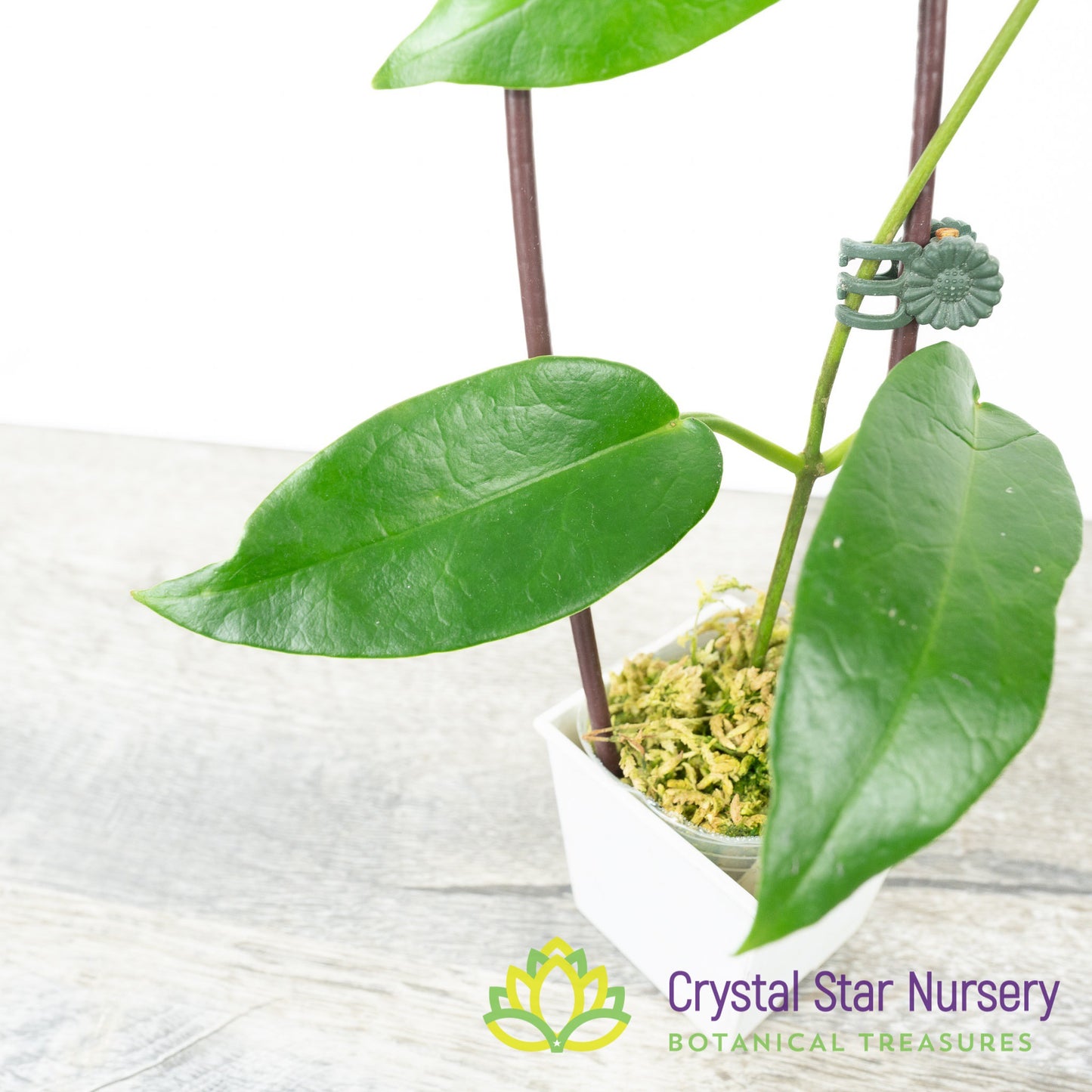 Hoya sp PNG SV 441