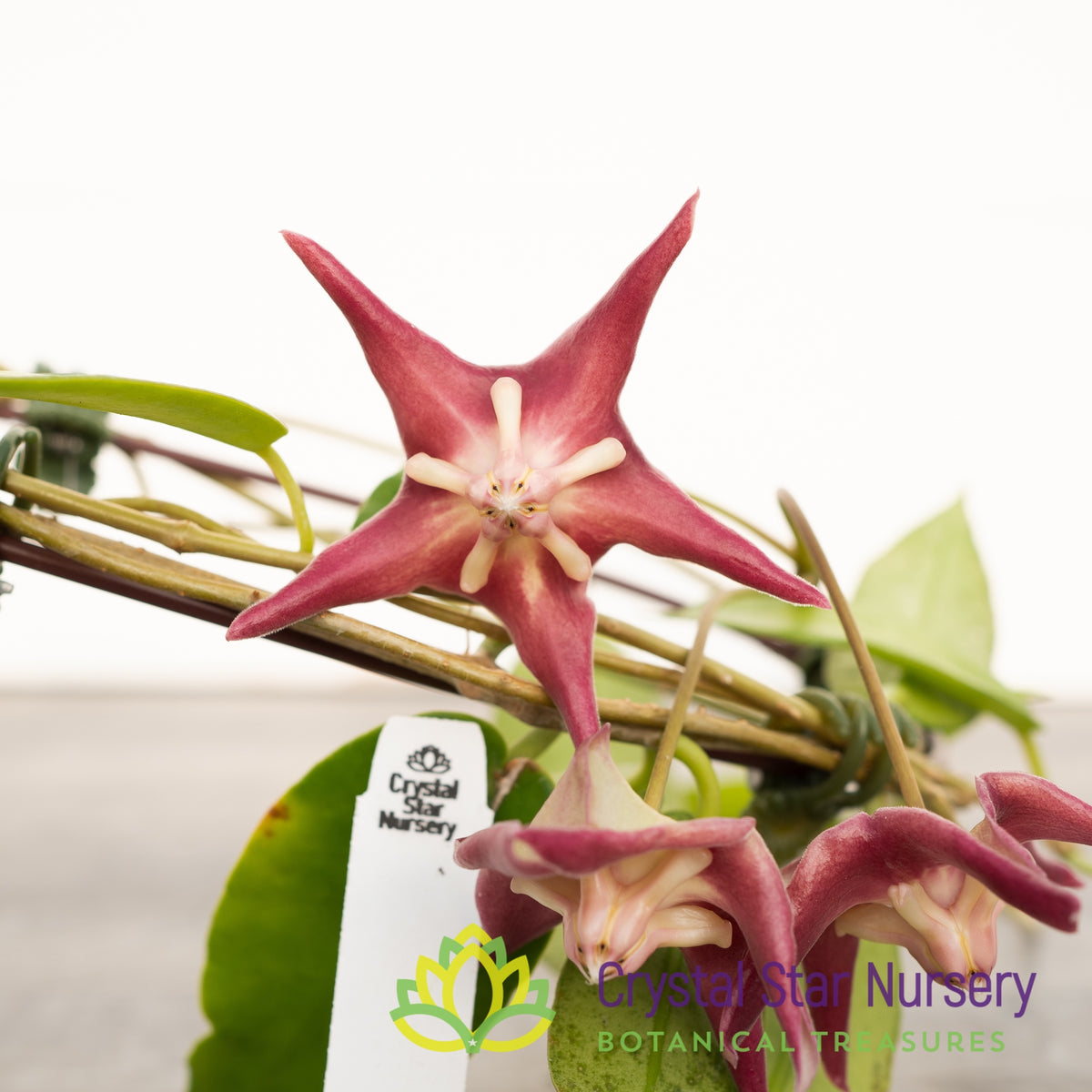Hoya sp PNG SV 441