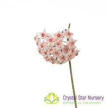 Hoya sp Singapore