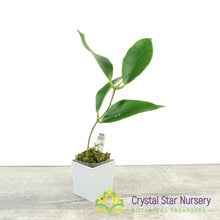 Hoya sp UT030