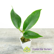 Hoya sp UT030