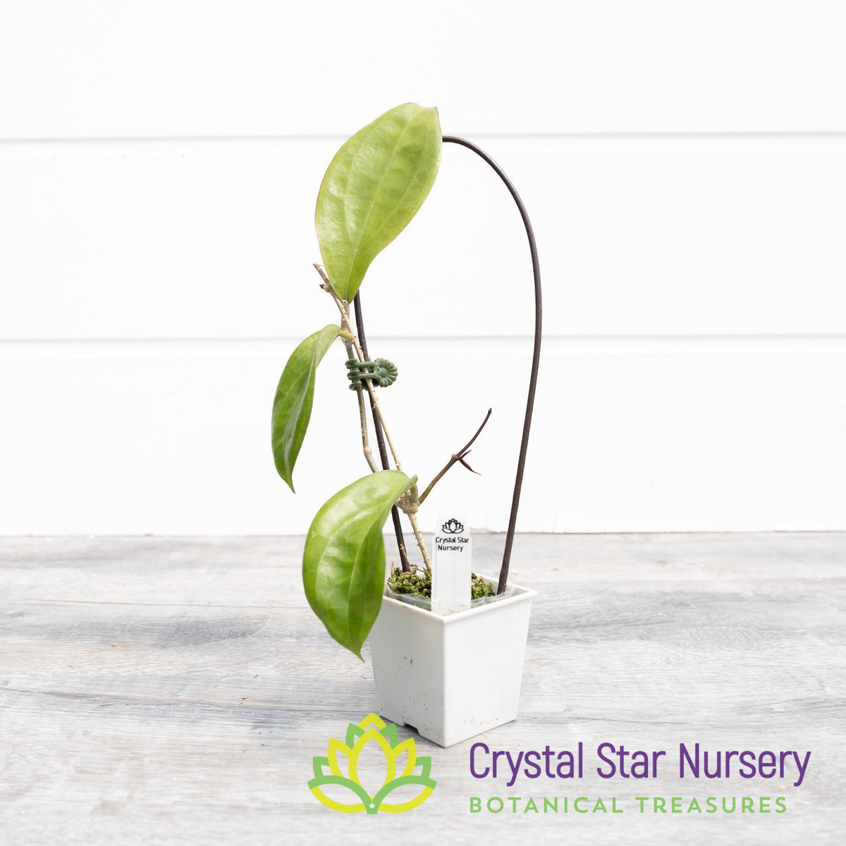 Hoya sp UT033