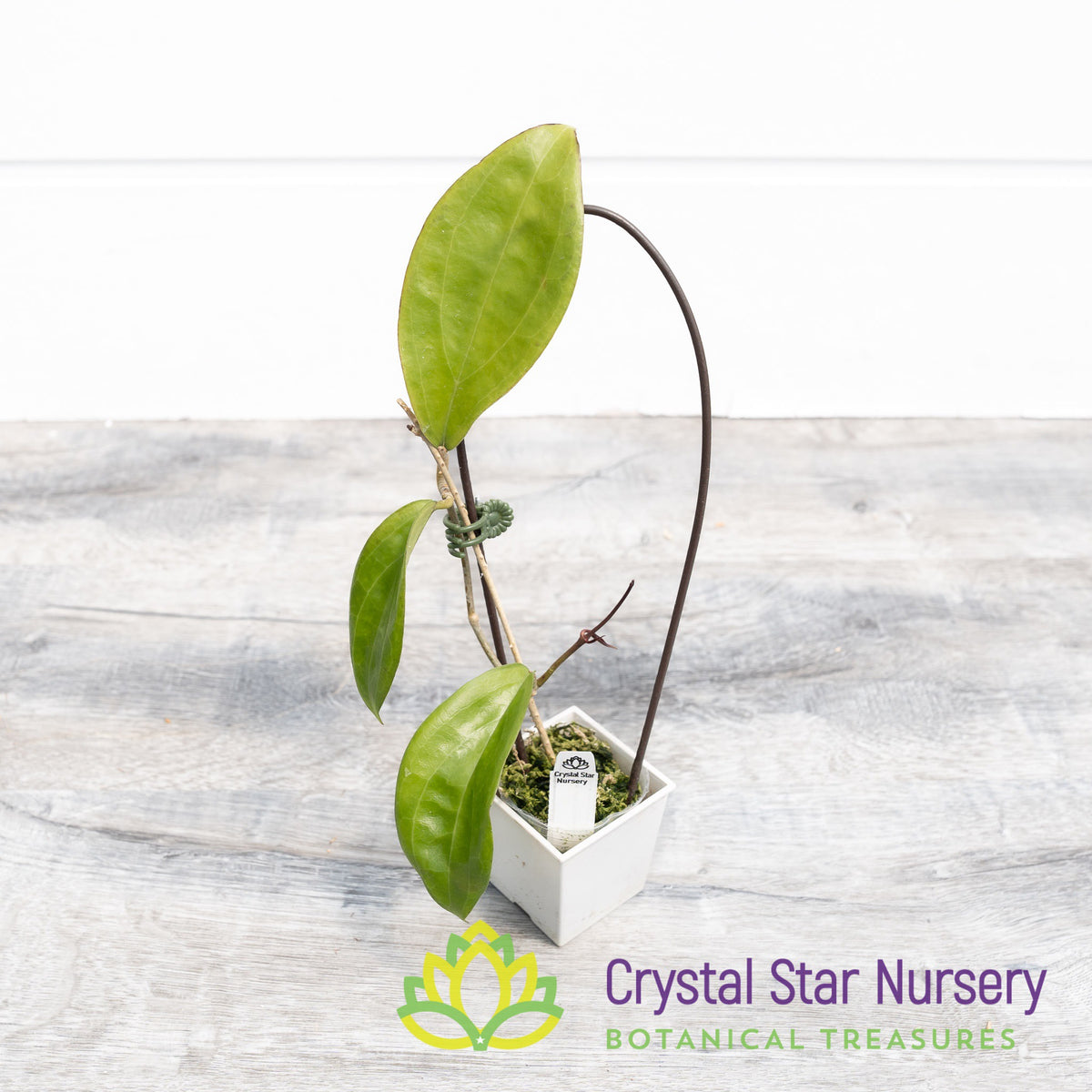 Hoya sp UT033