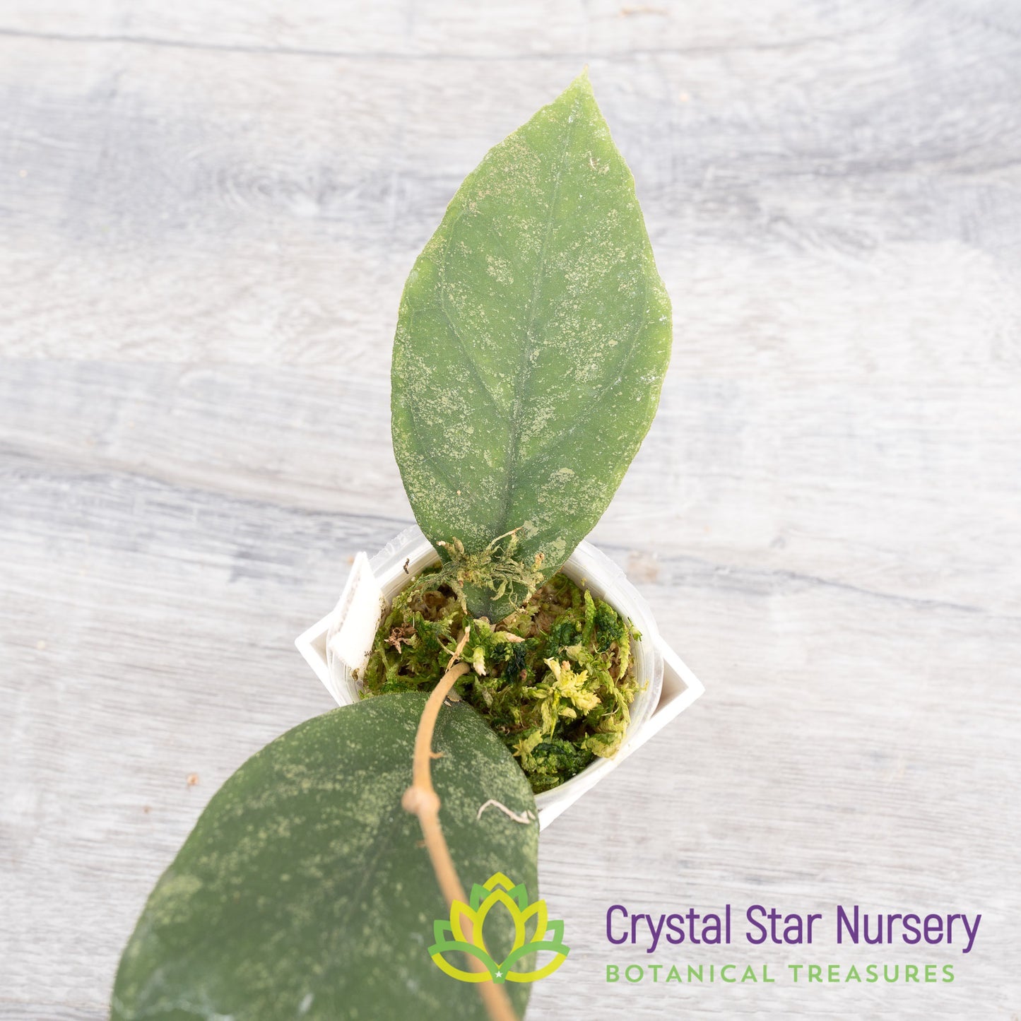 Hoya sp 'Chicken Farm'