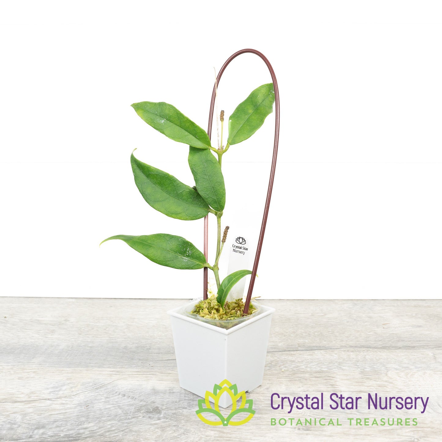 Hoya sp Indonesia (Yellow)
