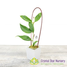 Hoya sp Indonesia (Yellow)