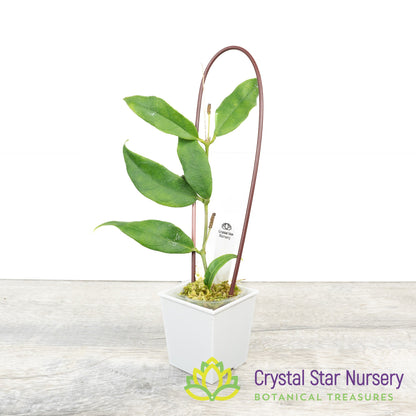 Hoya sp Indonesia (Yellow)