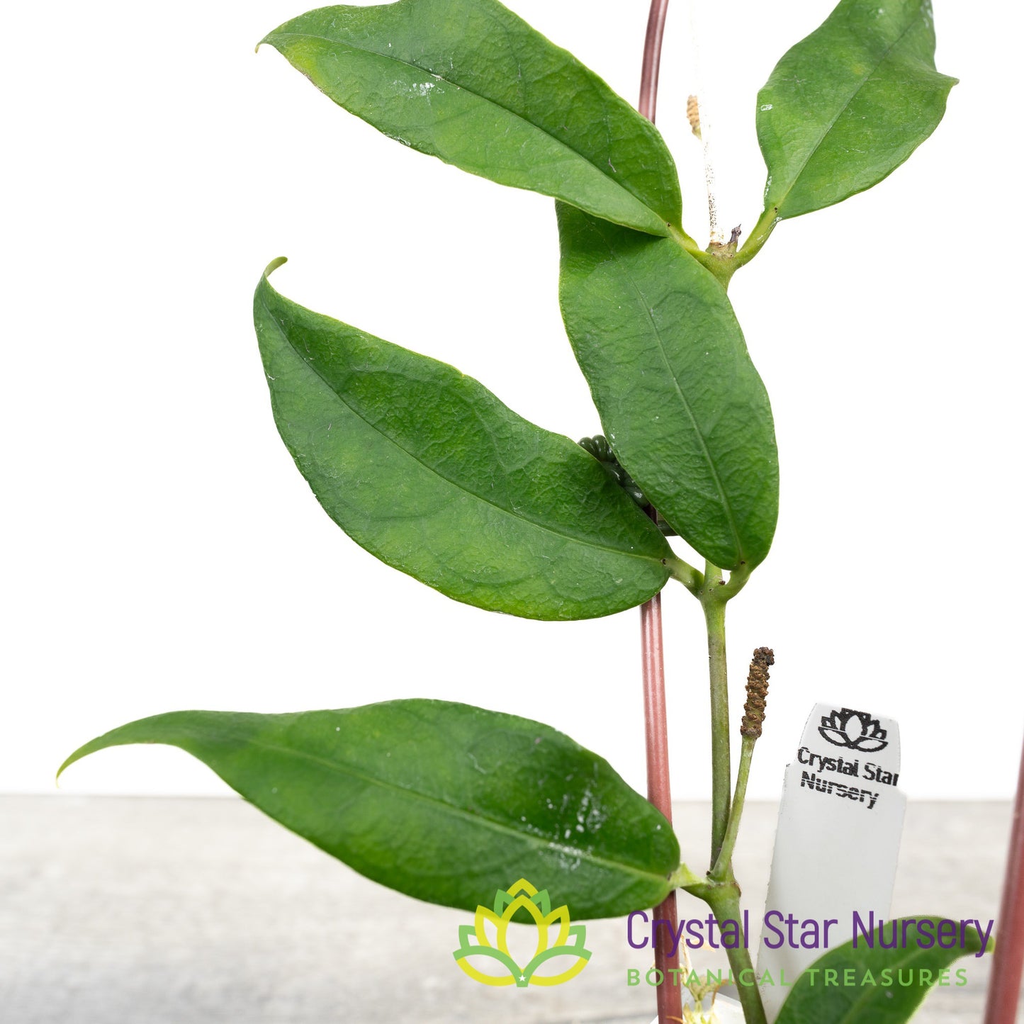 Hoya sp Indonesia (Yellow)