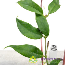 Hoya sp Indonesia (Yellow)