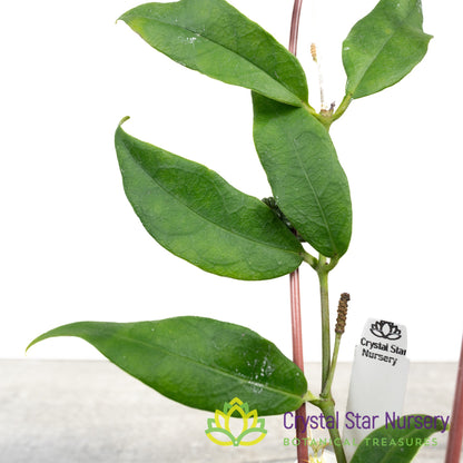 Hoya sp Indonesia (Yellow)