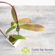 Hoya sp 'Philippines dmc 1662'