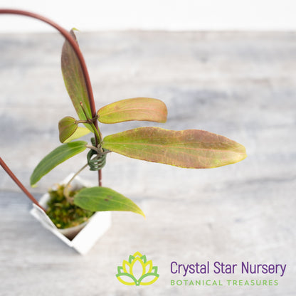 Hoya sp 'Philippines dmc 1662'