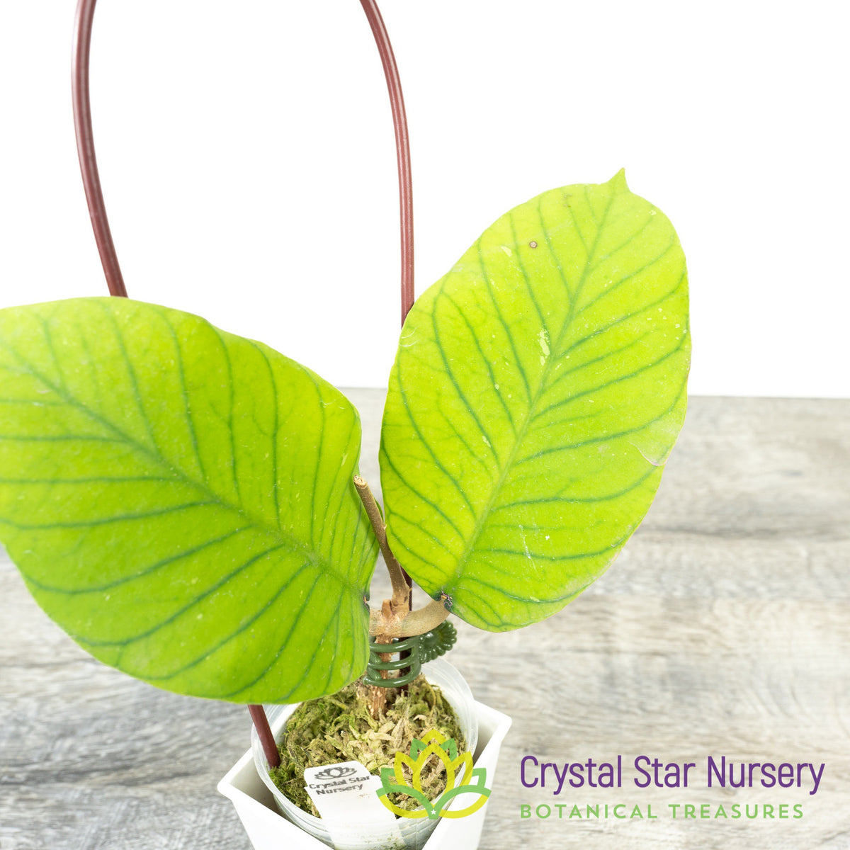 Hoya sp (Sabah)