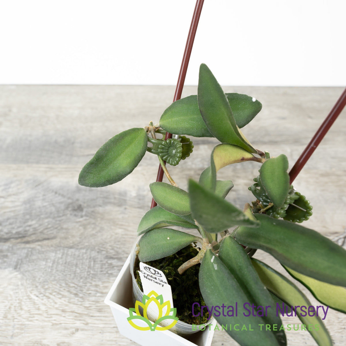 Hoya sp aff. burtoniae