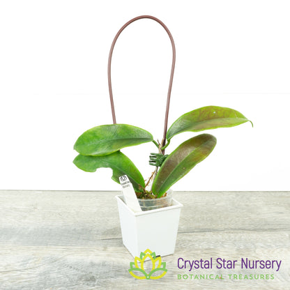 Hoya subcalva