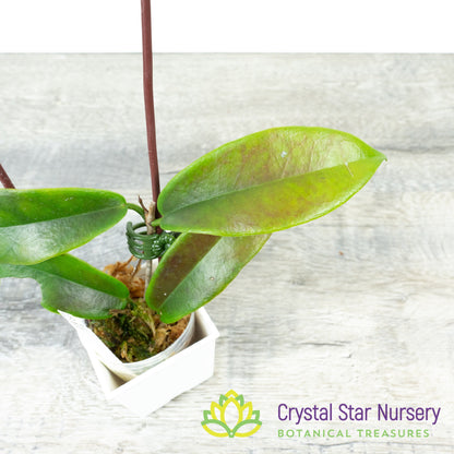 Hoya subcalva