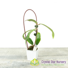 Hoya siariae (red)