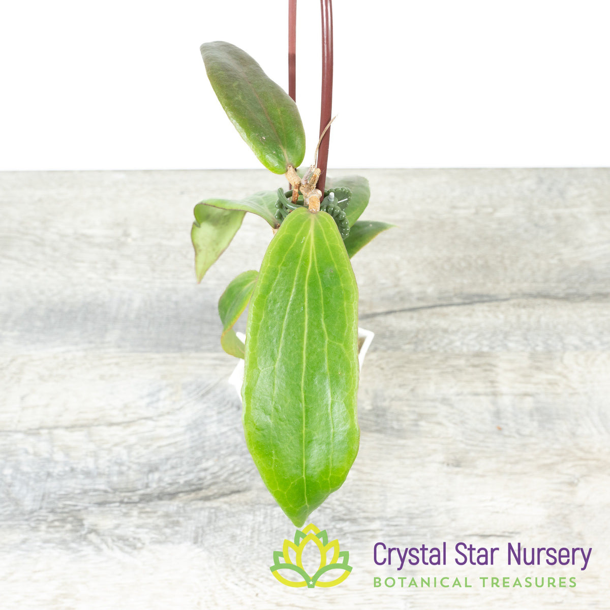 Hoya siariae (red)