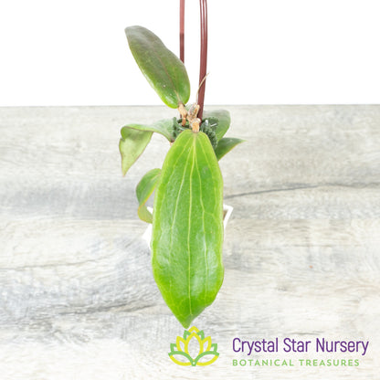 Hoya siariae (red)