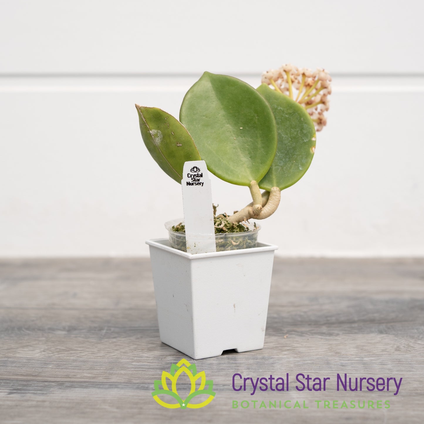 Hoya subquintuplinervis (Red Corona)