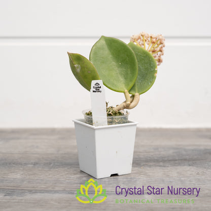 Hoya subquintuplinervis (Red Corona)