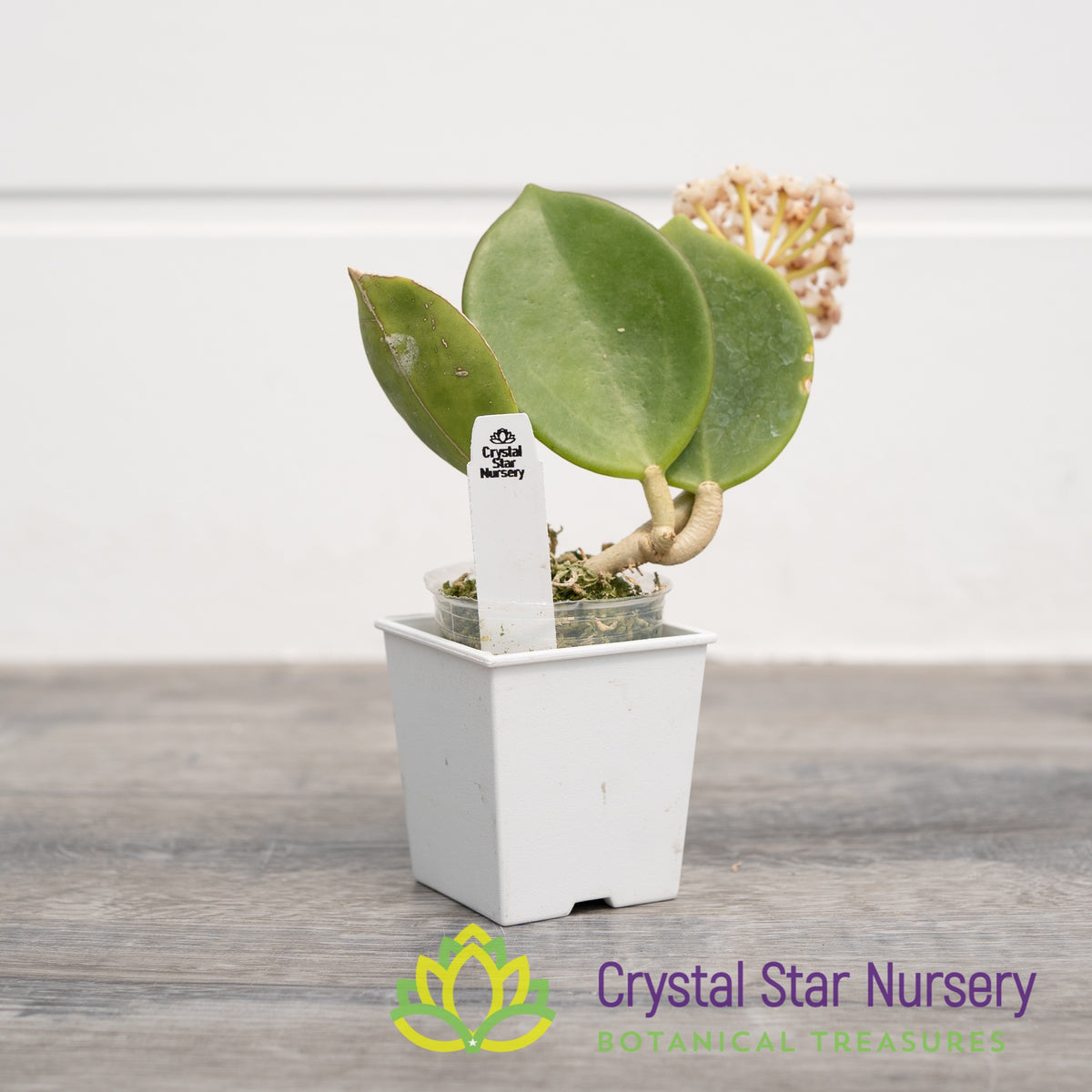 Hoya subquintuplinervis (Red Corona)