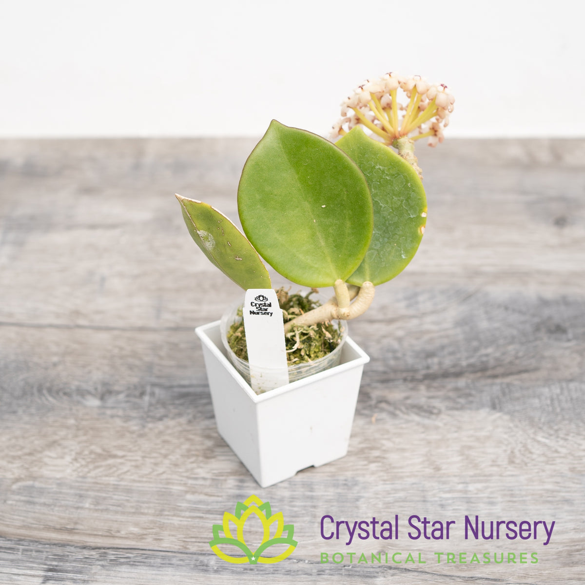 Hoya subquintuplinervis (Red Corona)