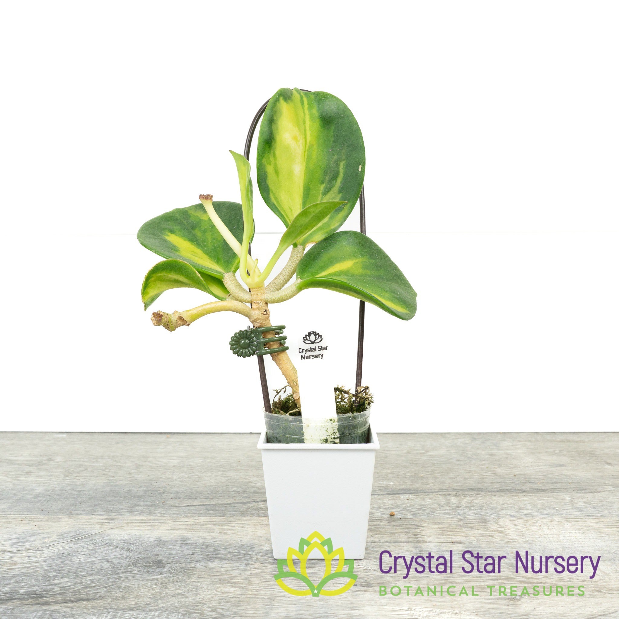 Hoya subquintuplinervis (inner variegation) – Crystal Star Nursery
