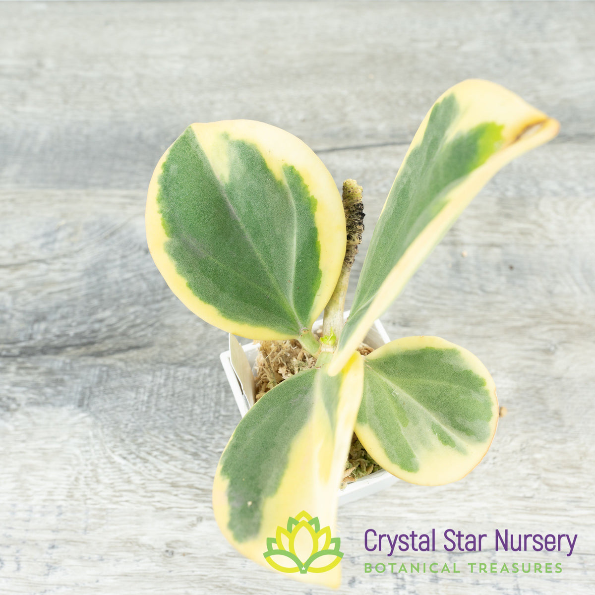 Hoya subquintuplinervis (outer variegation)