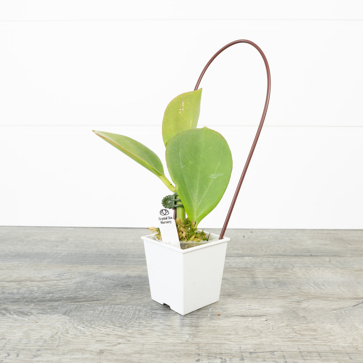 Hoya subquintuplinervis (white)