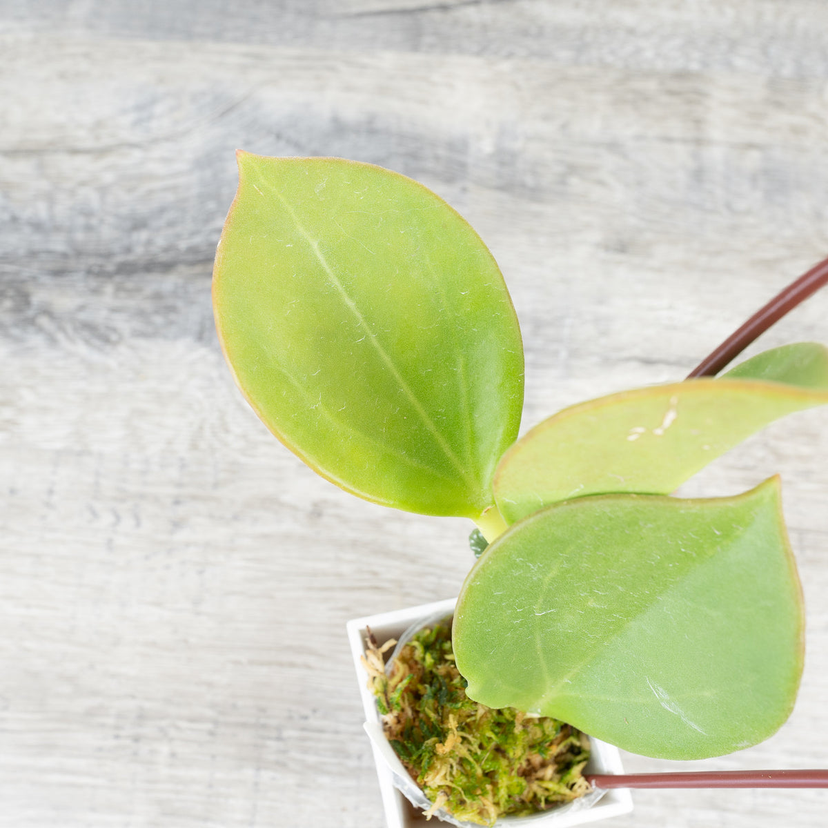 Hoya subquintuplinervis (white)