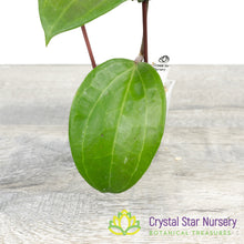 Hoya sulawesi gps 8867