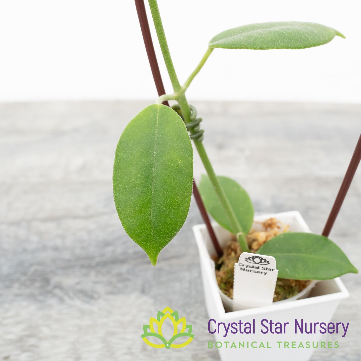 Hoya sussuela