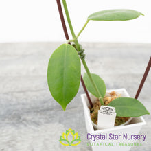 Hoya sussuela