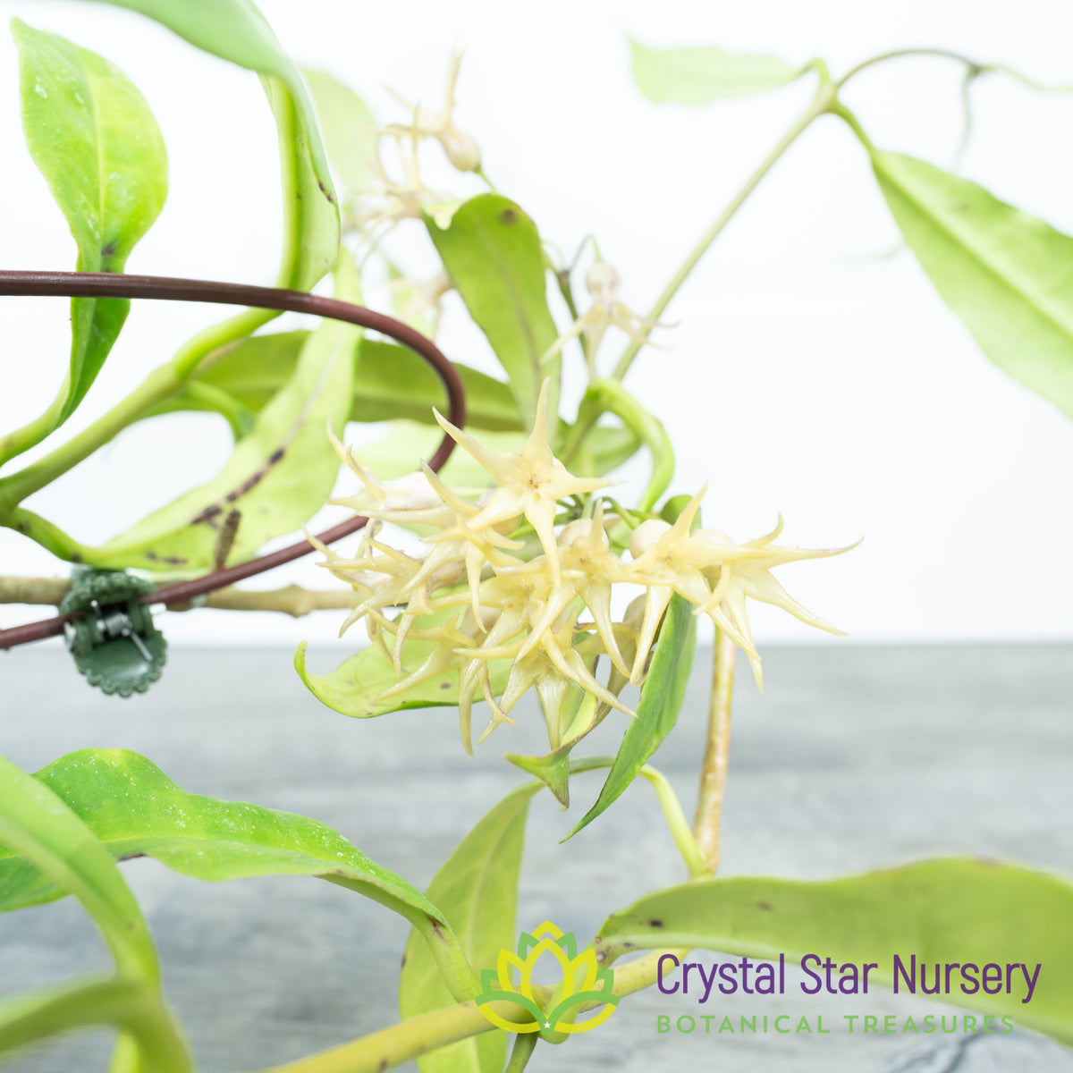 Hoya telosmoides