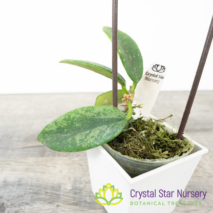 Hoya thomsonii (splash)