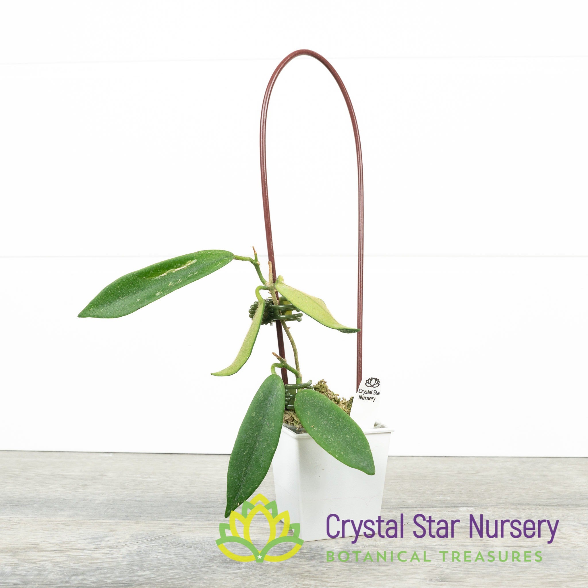 Hoya thomsonii (white) – Crystal Star Nursery