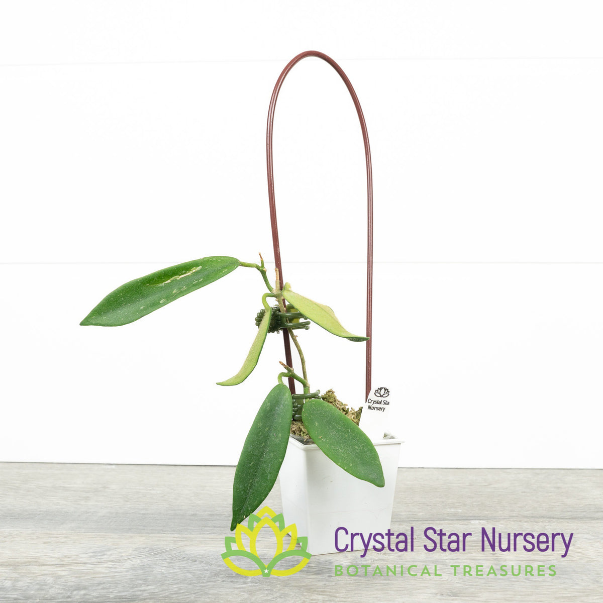 Hoya thomsonii (white)