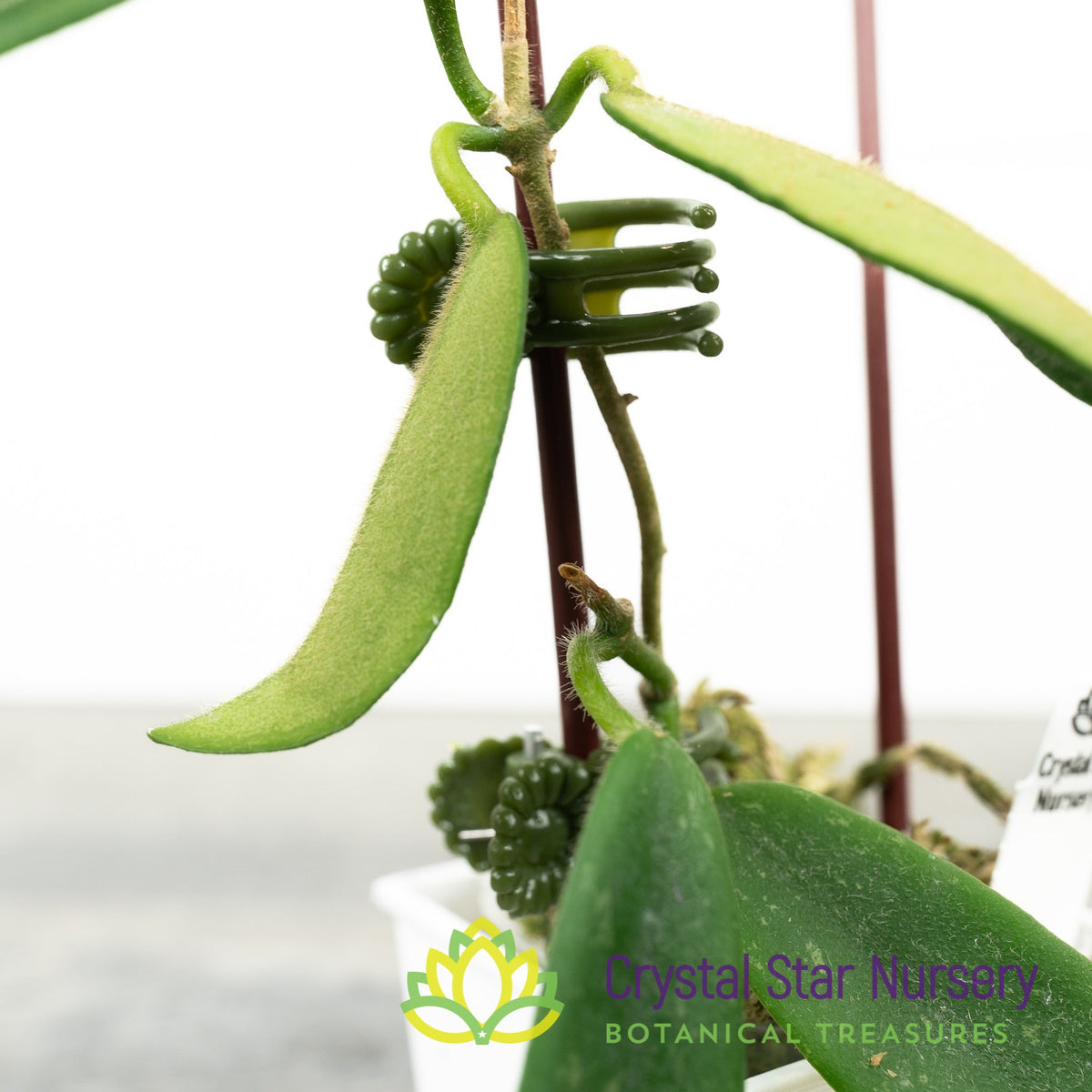 Hoya thomsonii (white)