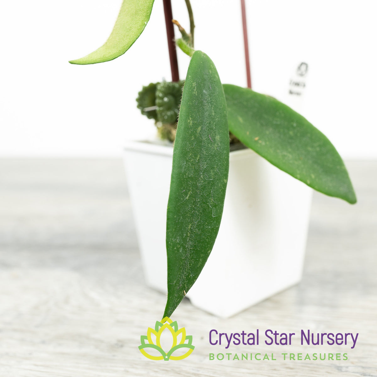Hoya thomsonii (white)