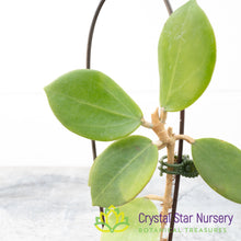 Hoya verticillata X subquintuplinervis