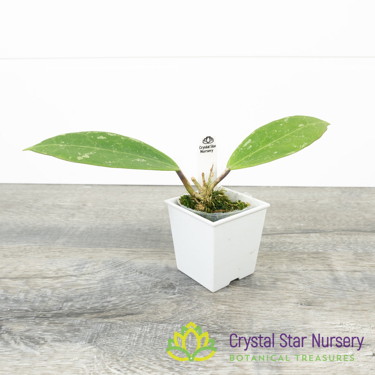 Hoya verticillata (splash)