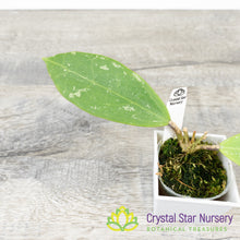 Hoya verticillata (splash)