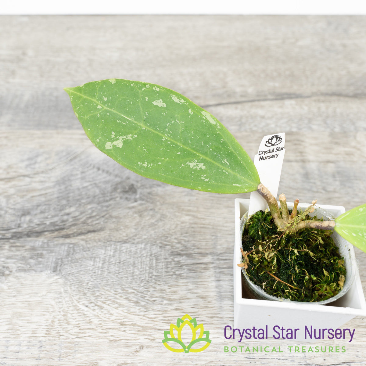 Hoya verticillata (splash)