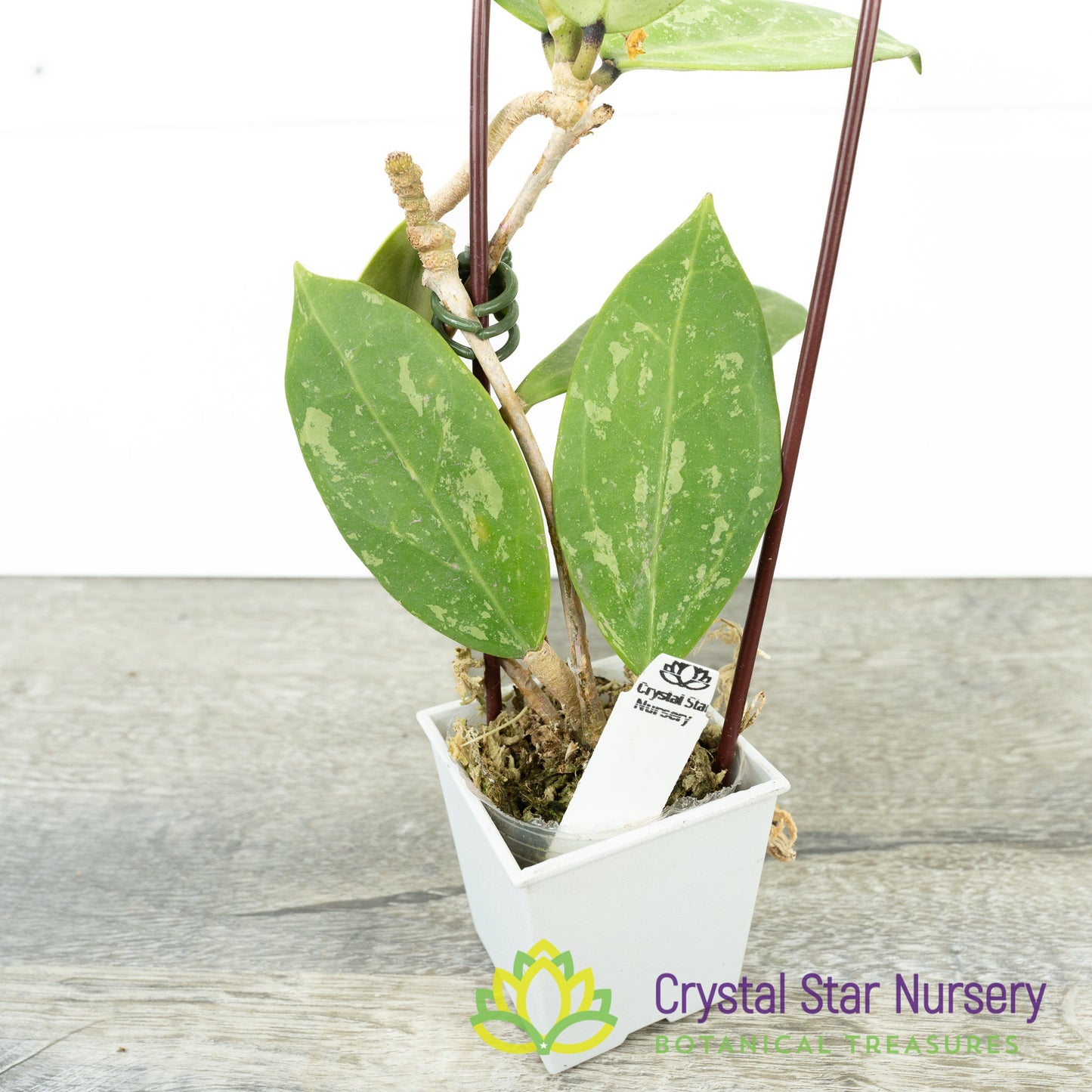 Hoya verticillata (splash)