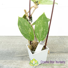 Hoya verticillata (splash)